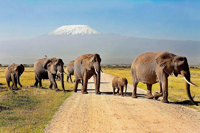 Africa Tourism Potential, African safari wheel of fortune