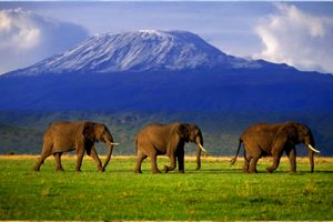 Kenya_Amboseli_National_park
